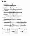 Fig. 10 - PLASTID TRANFORMATION UTILIZING ENDOGENOUS REGULATORY ELEMENTS