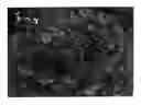 Fig. 01 - Azalea plant named RLH1-14P14'