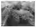 Fig. 01 - Gervillea juniperina plant named 'H22'