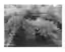 Fig. 02 - Gervillea juniperina plant named 'H22'
