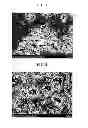 Fig. 03 - Method for manufacturing separator, separator manufactured therefrom and method for manufacturing electrochemical device having the same