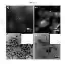Fig. 04 - Green approach in metal nanoparticle-embedded antimicrobial coatings from vegetable oils and oil-based materials