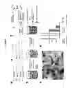 Fig. 06 - Green approach in metal nanoparticle-embedded antimicrobial coatings from vegetable oils and oil-based materials