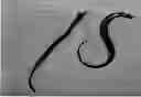 Fig. 01 - METHODS AND COMPOSITIONS FOR BONDING SILICONE POLYMERS TO HAIR AND NAILS