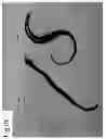 Fig. 02 - METHODS AND COMPOSITIONS FOR BONDING SILICONE POLYMERS TO HAIR AND NAILS