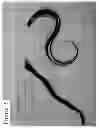 Fig. 03 - METHODS AND COMPOSITIONS FOR BONDING SILICONE POLYMERS TO HAIR AND NAILS