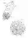 Fig. 02 - Double-valley petaloid container bottom