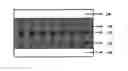 Fig. 01 - Resistive Memory Based on TaOx Containing Ru Doping and Method of Preparing the Same