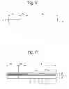 Fig. 11 - Display panel and method of manufacturing the same