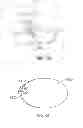 Fig. 18 - Electronic eyeglass frame