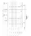 Fig. 04 - Partial local self boosting for NAND