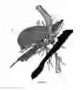 Fig. 09 - Visualization and characterization of pulmonary lobar fissures