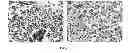 Fig. 02 - Molecules specifically binding pancreatic beta cells biomarkers