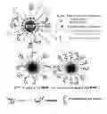 Fig. 01 - Nanoparticles carrying nucleic acid cassettes for expressing RNA