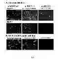 Fig. 04 - Nanoparticles carrying nucleic acid cassettes for expressing RNA
