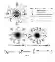 Fig. 09 - Nanoparticles carrying nucleic acid cassettes for expressing RNA