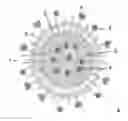 Fig. 01 - THERAPEUTIC NANOEMULSION FORMULATION FOR THE TARGETED DELIVERY OF DOCETAXEL AND METHODS OF MAKING AND USING THE SAME