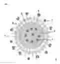 Fig. 02 - THERAPEUTIC NANOEMULSION FORMULATION FOR THE TARGETED DELIVERY OF DOCETAXEL AND METHODS OF MAKING AND USING THE SAME