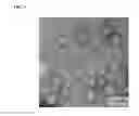 Fig. 06 - THERAPEUTIC NANOEMULSION FORMULATION FOR THE TARGETED DELIVERY OF DOCETAXEL AND METHODS OF MAKING AND USING THE SAME