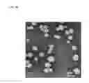 Fig. 07 - THERAPEUTIC NANOEMULSION FORMULATION FOR THE TARGETED DELIVERY OF DOCETAXEL AND METHODS OF MAKING AND USING THE SAME