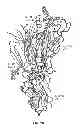 Fig. 03 - STRUCTURAL BASED DESIGN OF IL-17 DOMINANT NEGATIVE MUTANTS