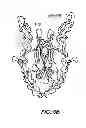 Fig. 17 - STRUCTURAL BASED DESIGN OF IL-17 DOMINANT NEGATIVE MUTANTS