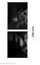 Fig. 09 - Compositions and methods for treating endocrine, gastrointestinal or autoimmune disorders