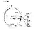 Fig. 11 - STREPTOMYCES MICROFLAVUS STRAINS AND METHODS OF THEIR USE TO CONTROL PLANT DISEASES AND PESTS
