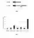 Fig. 03 - Polycistronic expression system for bacteria