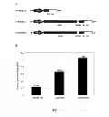 Fig. 04 - Polycistronic expression system for bacteria