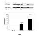 Fig. 06 - Polycistronic expression system for bacteria
