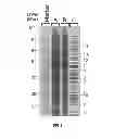 Fig. 08 - Polycistronic expression system for bacteria