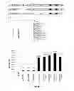 Fig. 16 - Polycistronic expression system for bacteria
