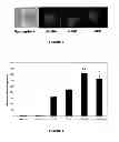 Fig. 02 - Use Of Mesenchymal Stem Cells For The Improvement Of Affective And Cognitive Function