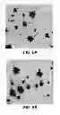 Fig. 09 - Humanized antibodies specific to the protofibrillar form of the beta-amyloid peptide