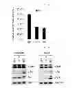 Fig. 02 - Use of Cbl as biomarker for identifying subject suitable for treatment with anti-c-Met antibody