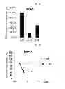 Fig. 03 - Use of Cbl as biomarker for identifying subject suitable for treatment with anti-c-Met antibody