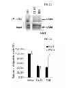 Fig. 04 - Use of Cbl as biomarker for identifying subject suitable for treatment with anti-c-Met antibody