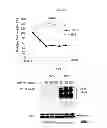 Fig. 07 - Use of Cbl as biomarker for identifying subject suitable for treatment with anti-c-Met antibody