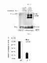 Fig. 08 - Use of Cbl as biomarker for identifying subject suitable for treatment with anti-c-Met antibody