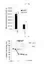 Fig. 09 - Use of Cbl as biomarker for identifying subject suitable for treatment with anti-c-Met antibody