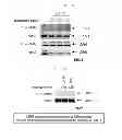 Fig. 11 - Use of Cbl as biomarker for identifying subject suitable for treatment with anti-c-Met antibody