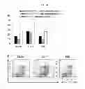 Fig. 12 - Use of Cbl as biomarker for identifying subject suitable for treatment with anti-c-Met antibody