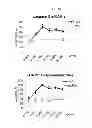 Fig. 13 - Use of Cbl as biomarker for identifying subject suitable for treatment with anti-c-Met antibody