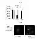 Fig. 14 - Use of Cbl as biomarker for identifying subject suitable for treatment with anti-c-Met antibody