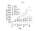 Fig. 16 - Use of Cbl as biomarker for identifying subject suitable for treatment with anti-c-Met antibody
