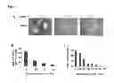 Fig. 05 - Modulators of Plexin B2 activity