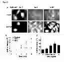 Fig. 06 - Modulators of Plexin B2 activity