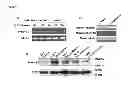 Fig. 10 - Modulators of Plexin B2 activity