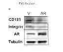 Fig. 44 - Methods for treating prostate cancer